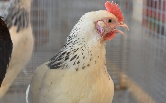 produkcja drobiu, rynek mięsa, komisja europejska