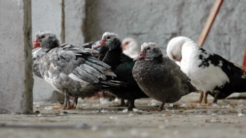 ptasia grypa, kaczki, wielkopolska, ostrzeszów, drób, bioasekuracja