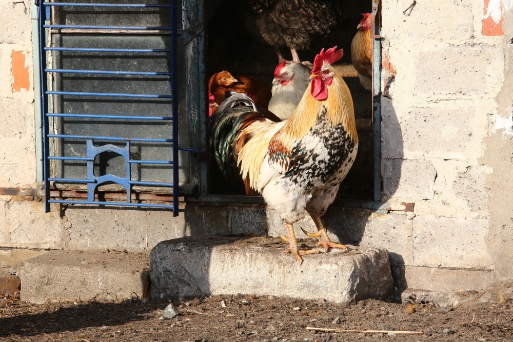drób, ptasia grypa, ministerstwo rolnictwa, zakaz wypuszczania drobiu na wybieg
