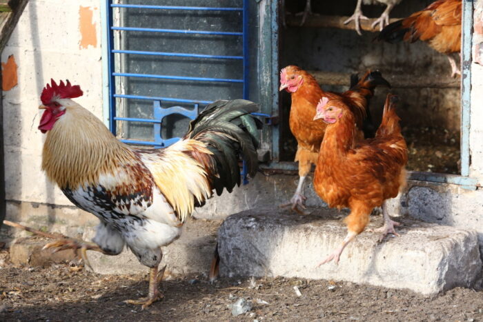 drobiarze, ptasia grypa, drób, rekompenstaty dla producentów drobiu, arimr