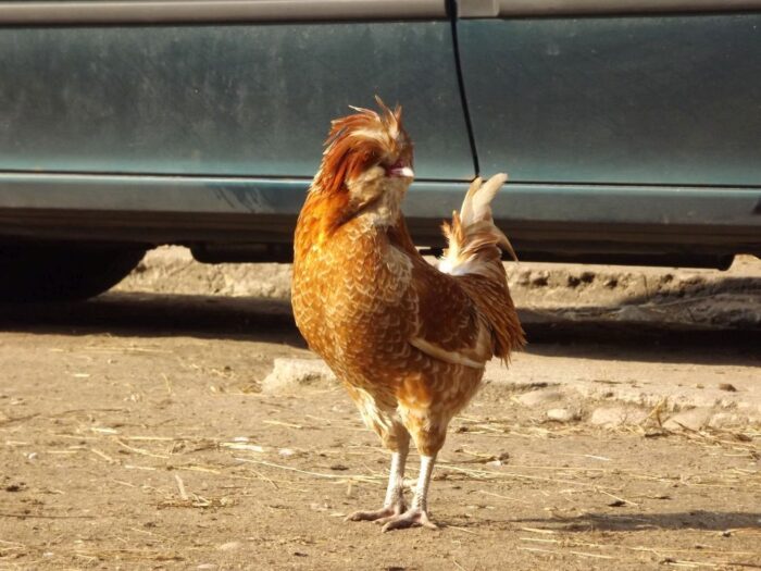 ptasia grypra, drób, bioasekuracja, drób na wolności, trzymanie drobiu w zamknięciu