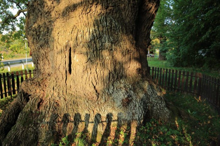 ekolodzy, klub gaja, jacek bożek, dąb Bolko, ochrona przyrody, wycinka drzew