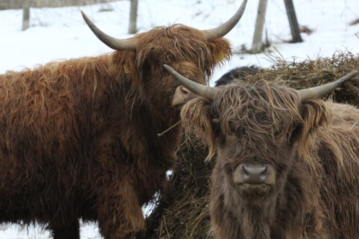 ubój rytualny, bydło mięsne, zakaz uboju rytualnego, wołowina
