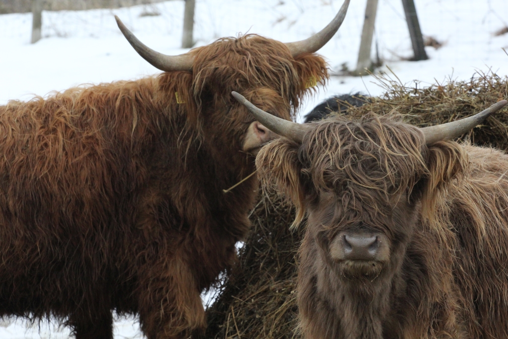ubój rytualny, bydło mięsne, zakaz uboju rytualnego, wołowina