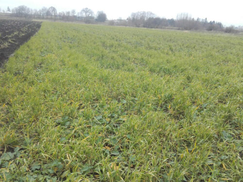 samosiewy jęczmienia, rzepak ozimy, plantacja