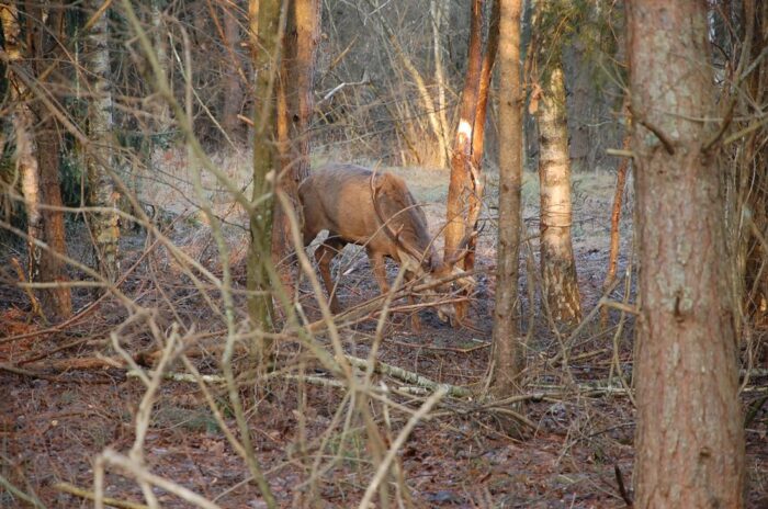 koła łowieckie, obwody łowieckie, prawo łowieckie, pomorze zachodnie, izby rolnicze