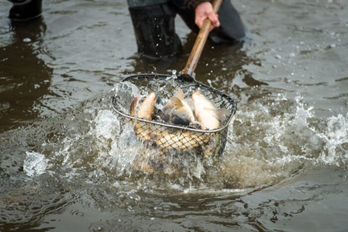 producenci trzody chlewnej, program bioasekuracji, hodowcy ryb słodkowodnych