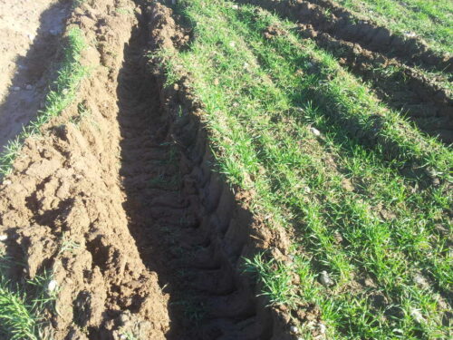 koleiny, oziminy, pole