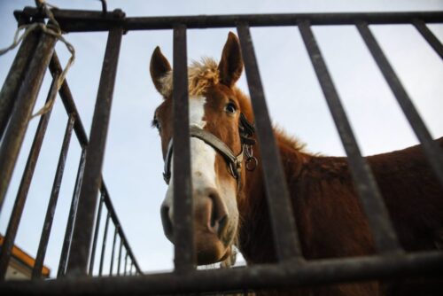 skaryszew, targi koni, konie, hodowla koni, obrońcy praw zwierząt, Scarlett Szyłogalis, Fundacja Tara