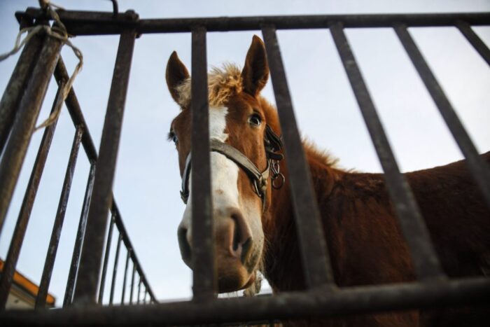 skaryszew, targi koni, konie, hodowla koni, obrońcy praw zwierząt, Scarlett Szyłogalis, Fundacja Tara