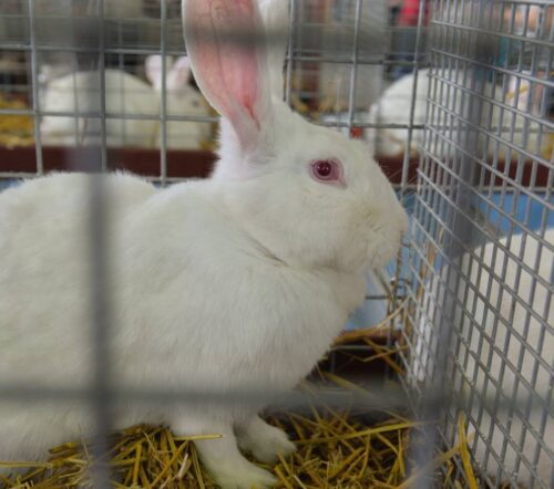 wirus, króliki domowe,