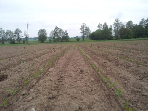 kukurydza, pole, powiat moniecki