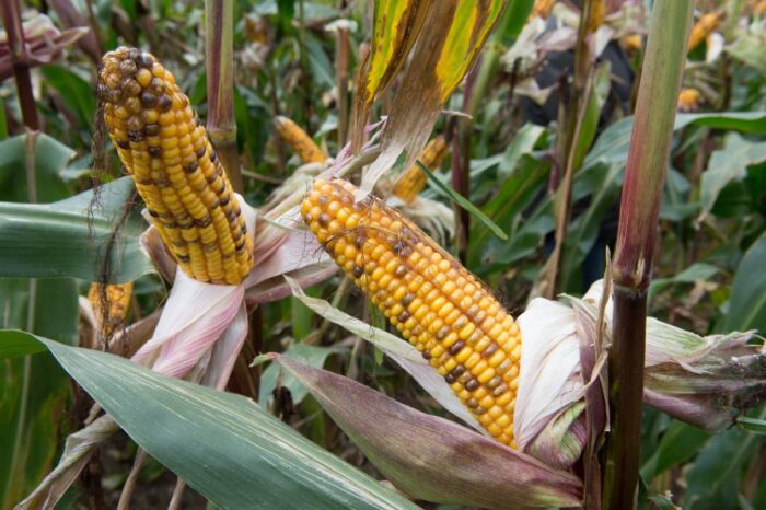 kukurydza