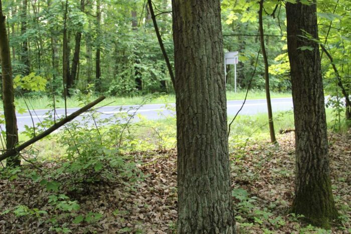 las, NIK, drzewa, kontrola NIK, Regionalne Dyrekcje Lasów Państwowych w Olsztynie i Białymstoku