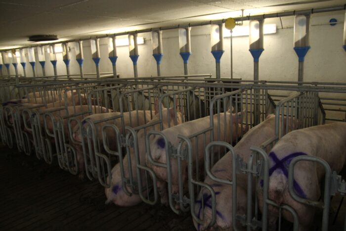 lochy, Akademia A’Locha, maciory, inseminacja