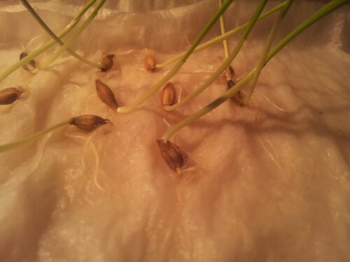 ziarniaki, kiełki, zdolność kiełkowania