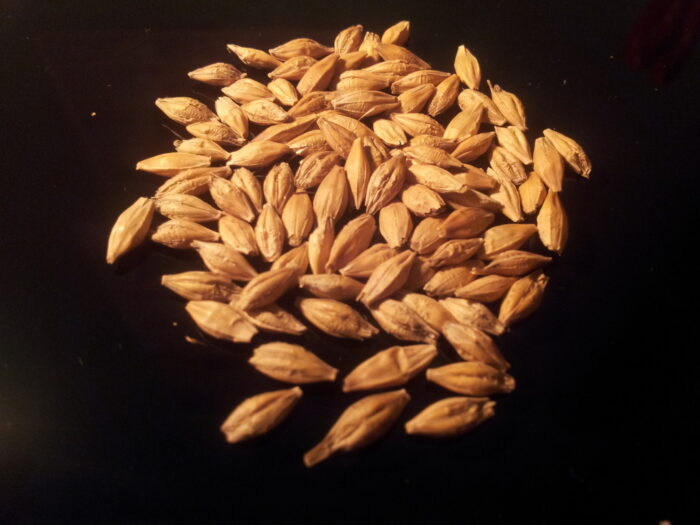 ziarniaki, jęczmień