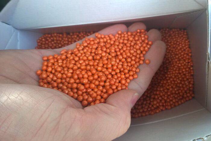 Nasiona buraka cukrowego