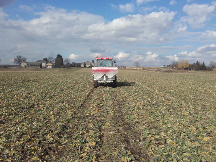 rzepak, wiosna, plantacja