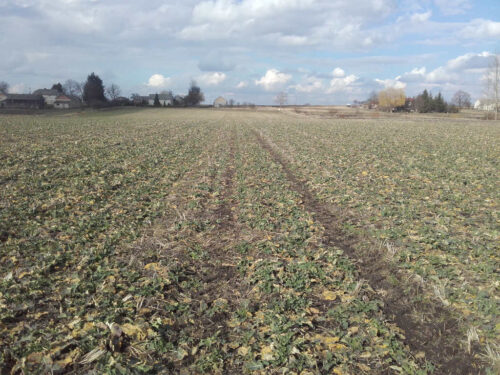 rzepak, rzepak ozimy