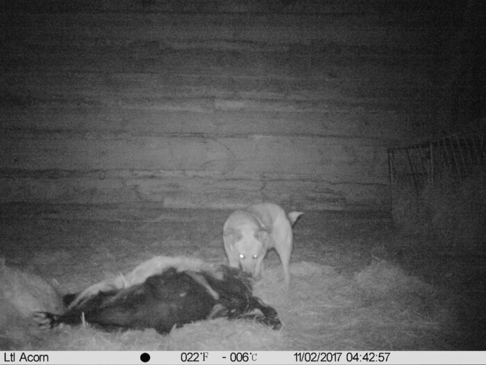 nowy tomyśl, wielkopolska, Regionalna Dyrekcja Ochrony Środowiska w Poznaniu, agresywny pies, wilki