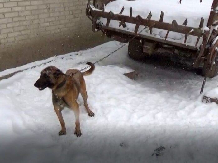 gmina Poniatowa, powiat opolski, Bożena Lasota, znęcanie się nad zwierzętami