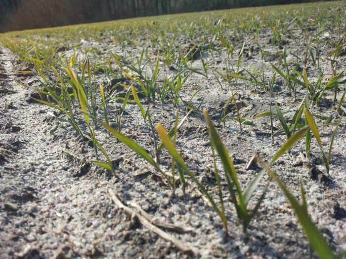 ograniczanie skutków niedoboru wody w pszenicy ozimej, susza, uprawa roli, następstwo roślin, termin siewu, dobór odmian