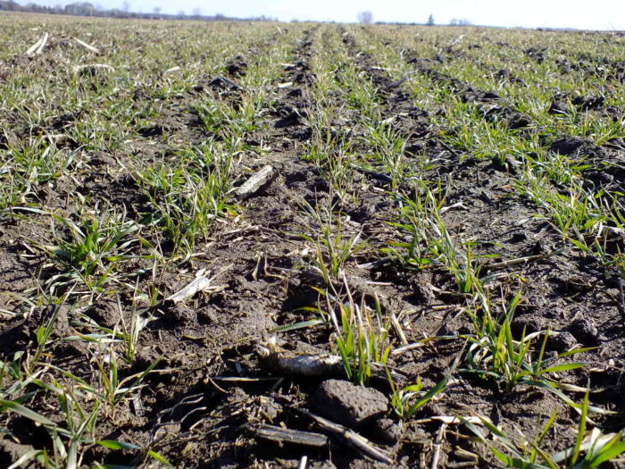 późne zabiegi odchwaszczania zbóż, odchwaszczanie zbóż ozimych, odchwaszczanie ozimin