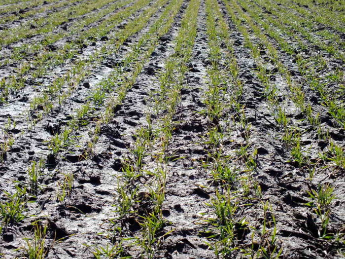 nawożenie pszenicy ozimej azotem, nawożenie ozimin azotem, wiosenna dawka azotu dla pszenicy ozimej