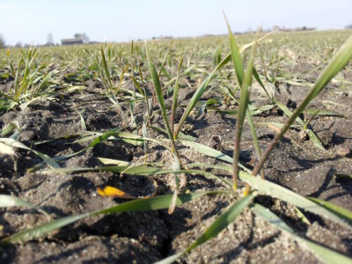 pszenżyto ozime, rośliny, pole