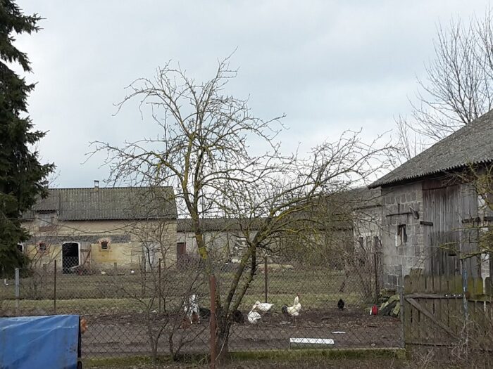 ptasia grypa, drób, walka z ptasią grypą, bioasekuracja, mazowsze, pułtusk