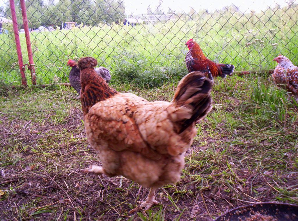 ptasia grypa, mandaty, drób,