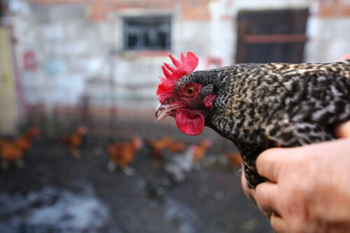 ptasia grypa, krd, łukasz dominiak, drób, eksport drobiu, produkcja drobiu