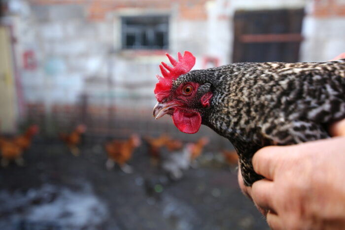 ptasia grypa, krd, łukasz dominiak, drób, eksport drobiu, produkcja drobiu