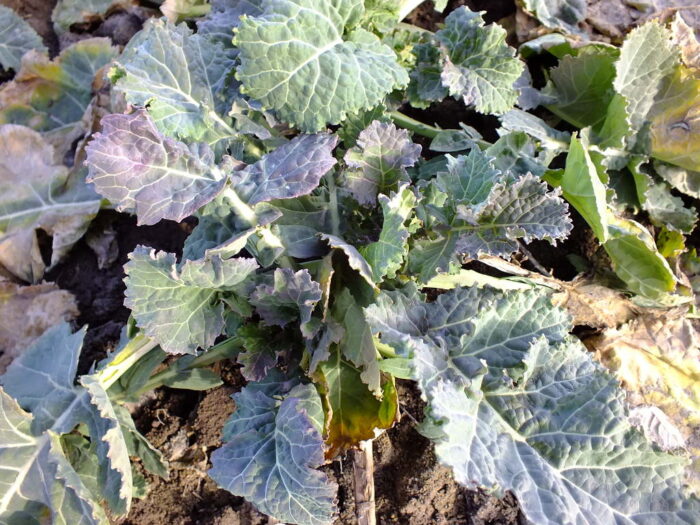 rzepak, przezimowanie, plantacja