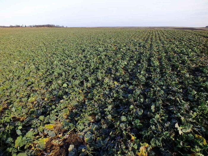 rzepak, przezimowanie, plantacja