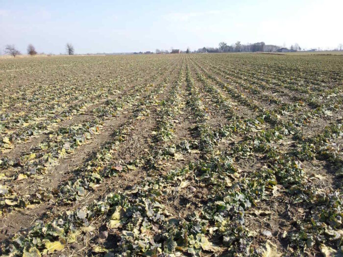 rzepak, pole, plantacja