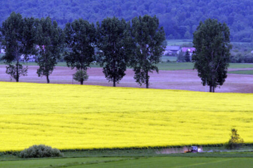 olej rzepakowy, handel olejem rzepakowym, fiskus, wyłudzanie podatku vat, rzepak, ministerstwo finansów