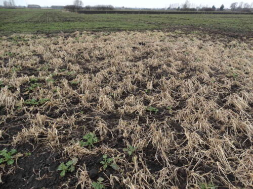 samosiewy jęczmienia, rzepak ozimy, plantacja