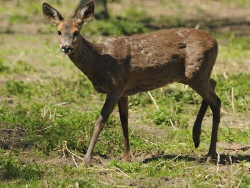 polski związek łowiecki, opzz rolników, łowiectwo, obwody łowieckie, petycja do beaty szydło