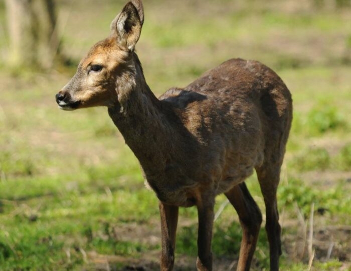 straty rolników, straty w uprawach, zwierzyna łowna, odstrzał dzików, ministerstwo środowiska
