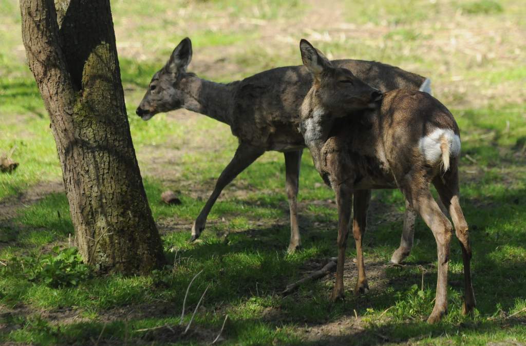 straty, Prawo łowieckie, VI Walne Zgromadzenie Warmińsko-Mazurskiej Izby Rolniczej, straty w uprawach