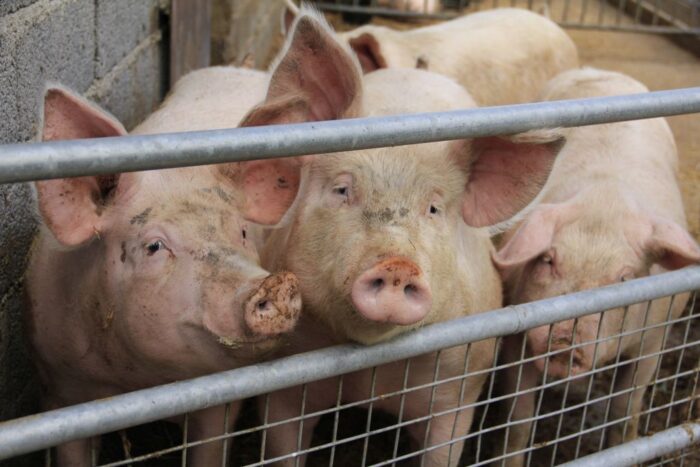 weterynaryjne świadectwo zdrowia, KRIR, MRiRW, walka z asf w POlsce, trzoda chlewna