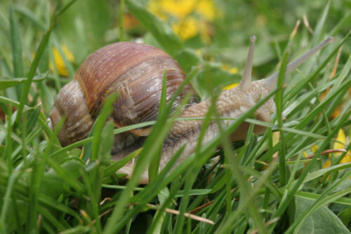 wiinniczki, ślimaki, zbiór winniczków, Lubuskie, Regionalne Dyrekcje Ochrony Środowiska, Stanisław Bąkowski