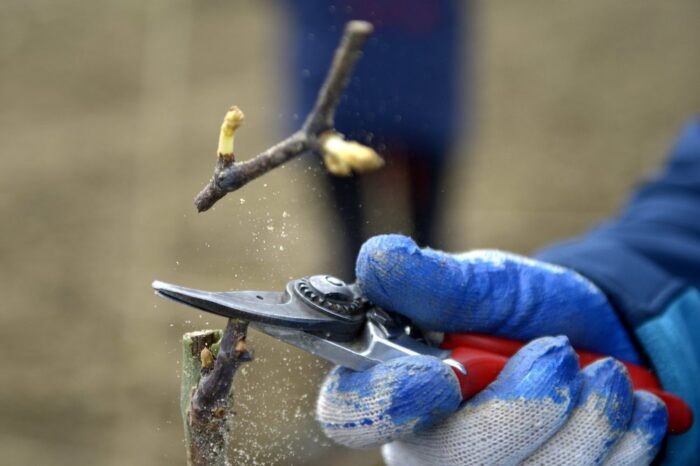 winnice, podkarpacie, zbiory winogron, Roman Myśliwiec, Fundacja na Rzecz Rozwoju i Promocji Winiarstwa Galicja Vitis