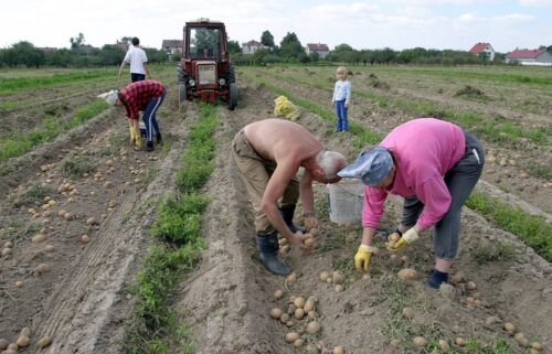 rolnictwo, praca w rolnictwie, pracownicy sezonowi, zbiory, ogrodnictwo,