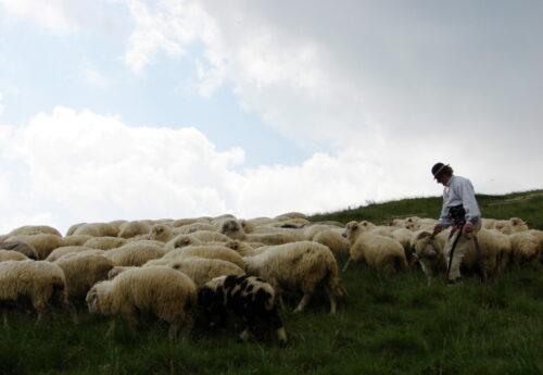wypas owiec, baca, juhas, małopolska, kurs na baców i juhasów