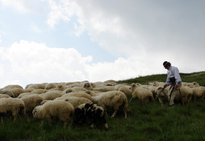 wypas owiec, baca, juhas, małopolska, kurs na baców i juhasów