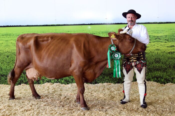 krowy mleczne, rasa HO, rasa PHF, polska czerwona, jersey, simental, bydło mleczne, wystawa bydła mlecznego, PFHBiPM