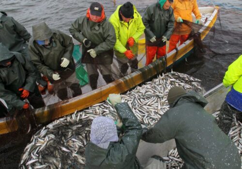 zalew wiślany, połów śledzi, pawel kozioł, Lokalna Grupa Rybacka Zalew Wiślany